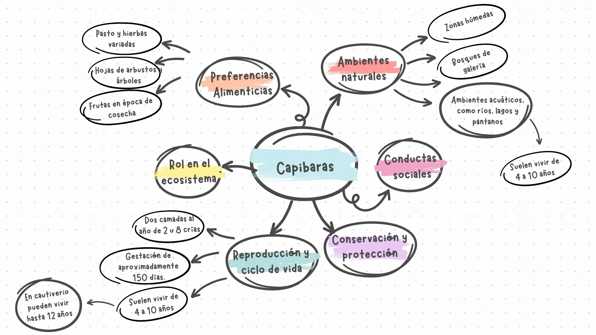 Mapa mental con ramas de subtemas con su información acerca de los Capibaras